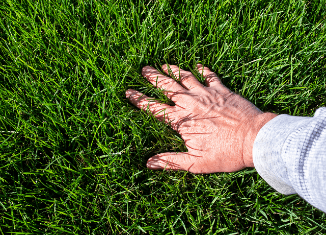 Die perfekte Rasenpflege im Frühjahr: Tipps und Tricks für einen sattgrünen Rasen